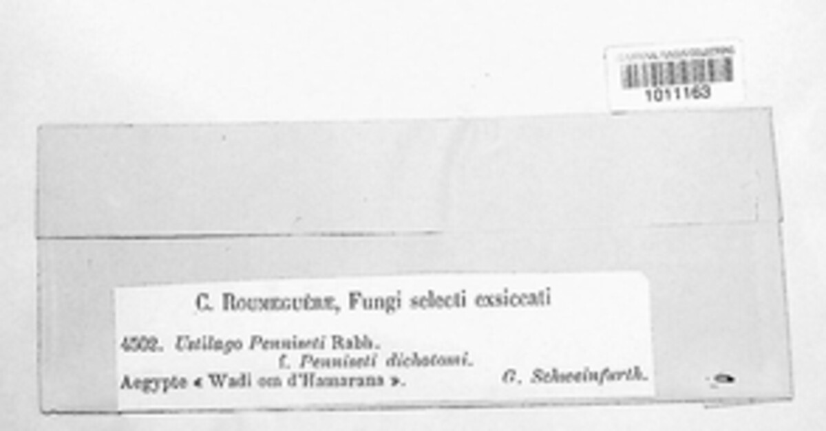Ustilago penniseti image